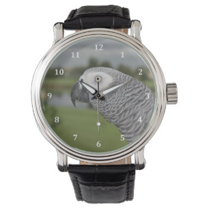 Afrikaanse Grijze Oever van het meer Horloge