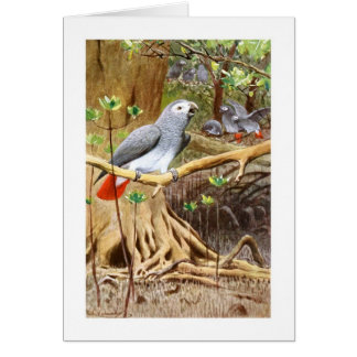 Afrikaanse grijze papegaai