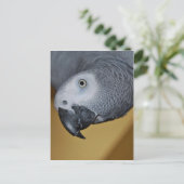 Afrikaanse grijze papegaai briefkaart (Staand voorkant)