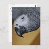 Afrikaanse grijze papegaai briefkaart (Voorkant / Achterkant)