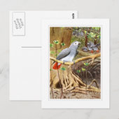 Afrikaanse grijze papegaai briefkaart (Voorkant / Achterkant)