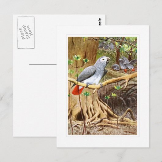 Afrikaanse grijze papegaai briefkaart (Voorkant / Achterkant)