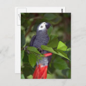 Afrikaanse grijze papegaai briefkaart (Voorkant / Achterkant)