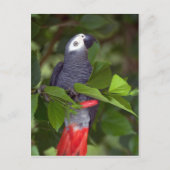 Afrikaanse grijze papegaai briefkaart (Voorkant)