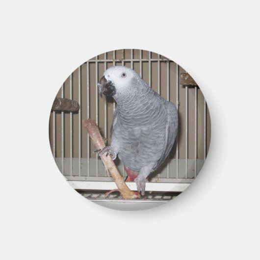 Afrikaanse grijze papegaai die een kippenbot eet magneet (Voorkant)