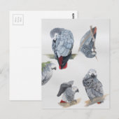 Afrikaanse grijze papegaai. Exclusief ontworpen do Briefkaart (Voorkant / Achterkant)