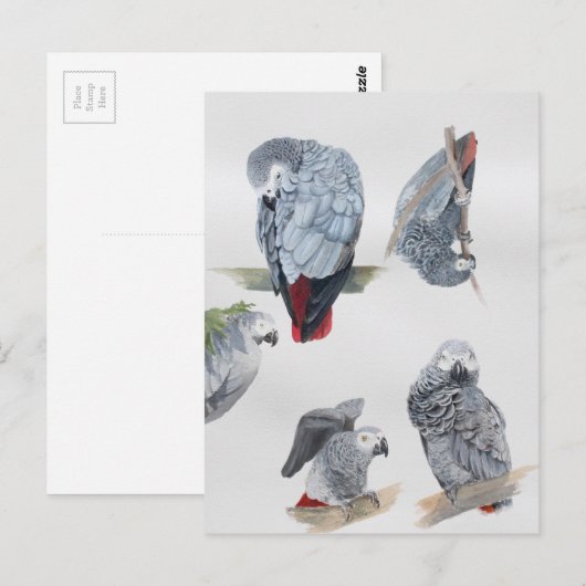 Afrikaanse grijze papegaai. Exclusief ontworpen do Briefkaart (Voorkant / Achterkant)