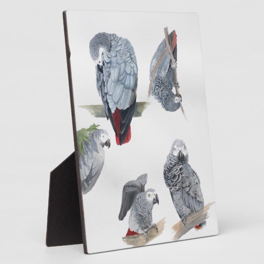 Afrikaanse grijze papegaai. Exclusief ontworpen do Fotoplaat (Zijkant)
