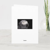 Afrikaanse grijze papegaai kaart (Achterkant)