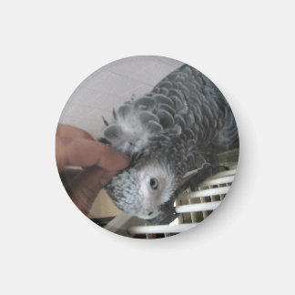 Afrikaanse grijze papegaai krijgt een hoofd bekras magneet