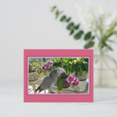 Afrikaanse grijze papegaai met orchideeën briefkaart (Staand voorkant)