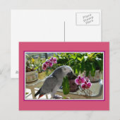 Afrikaanse grijze papegaai met orchideeën briefkaart (Voorkant / Achterkant)