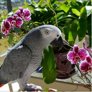Afrikaanse grijze papegaai met orchideeën fotobeeldje magneet