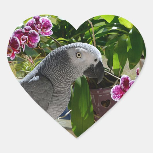 Afrikaanse grijze papegaai met orchideeën hart sticker (Voorkant)
