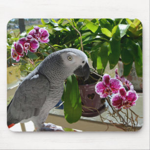 Afrikaanse grijze papegaai met orchideeën muismat