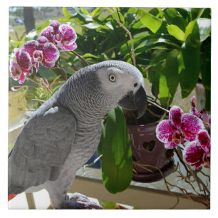Afrikaanse Grijze Papegaai met Orchideeën Tegeltje