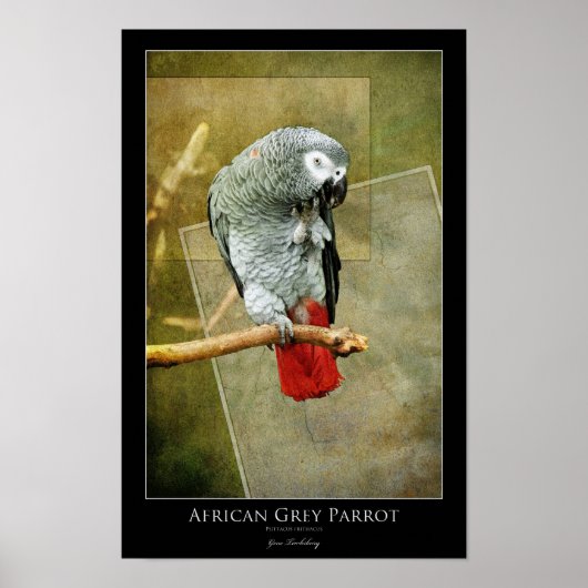 Afrikaanse grijze papegaai poster (Voorkant)