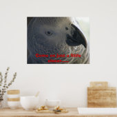 Afrikaanse grijze papegaai poster (Keuken)