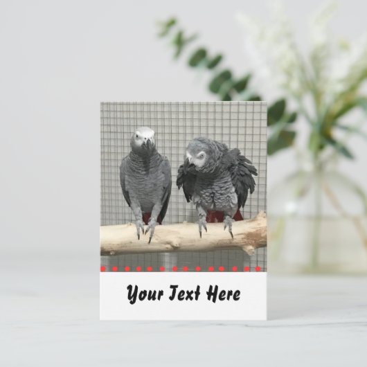 Afrikaanse grijze papegaai, postkruising briefkaart (Staand voorkant)