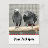 Afrikaanse grijze papegaai, postkruising briefkaart (Voorkant)