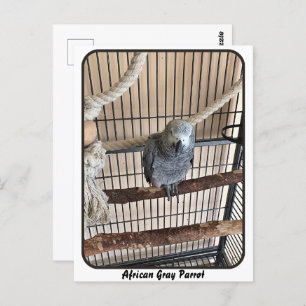 Afrikaanse grijze papegaai, postkruising briefkaart
