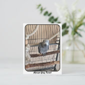 Afrikaanse grijze papegaai, postkruising briefkaart (Staand voorkant)