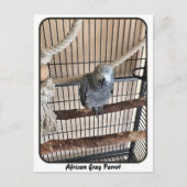 Afrikaanse grijze papegaai, postkruising briefkaart (Voorkant)