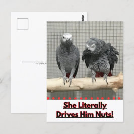 Afrikaanse grijze papegaai, postkruising briefkaart