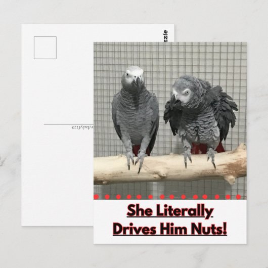 Afrikaanse grijze papegaai, postkruising briefkaart (Voorkant / Achterkant)