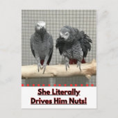 Afrikaanse grijze papegaai, postkruising briefkaart (Voorkant)