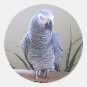 Afrikaanse grijze papegaai ronde sticker (Voorkant)