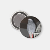 Afrikaanse grijze papegaai slapen magneet (Voorkant / Achterkant)