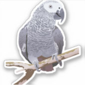 Afrikaanse grijze papegaai sticker (Voorkant)