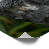 Afrikaanse grijze papegaai - vogelfotografie poster (Hoek)