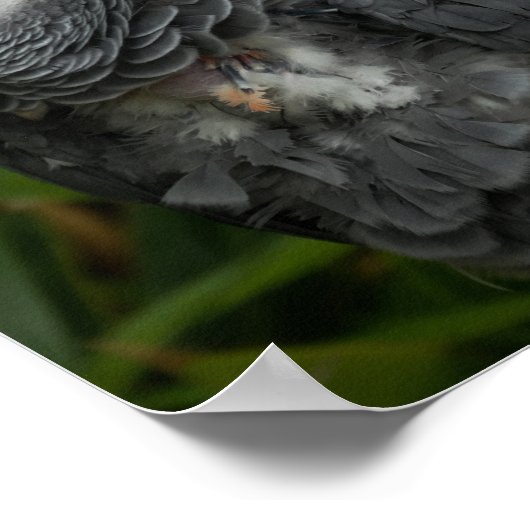 Afrikaanse grijze papegaai - vogelfotografie poster (Hoek)