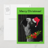 Afrikaanse grijze papegaai vrolijk kerstfeest! Bri Feestdagenkaart (Voorkant / Achterkant)