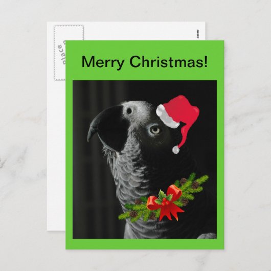Afrikaanse grijze papegaai vrolijk kerstfeest! Bri Feestdagenkaart (Voorkant / Achterkant)
