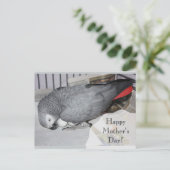 Afrikaanse grijze papegaai zit op eieren briefkaart (Staand voorkant)