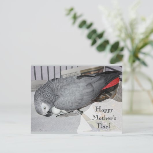 Afrikaanse grijze papegaai zit op eieren briefkaart (Staand voorkant)