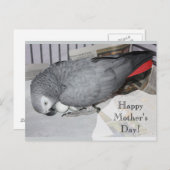 Afrikaanse grijze papegaai zit op eieren briefkaart (Voorkant / Achterkant)