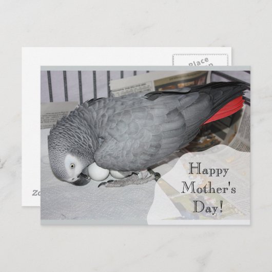 Afrikaanse grijze papegaai zit op eieren briefkaart (Voorkant / Achterkant)