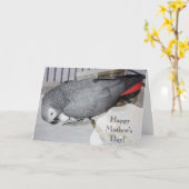 Afrikaanse grijze papegaai zit op eieren kaart (Gele Bloem)