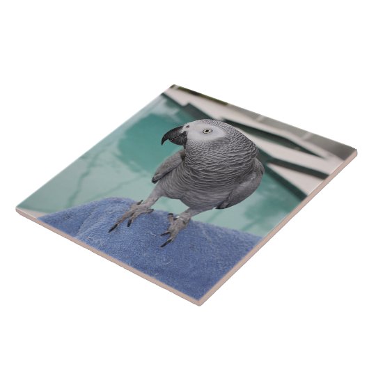 Afrikaanse grijze pool tegeltje (Zijkant)