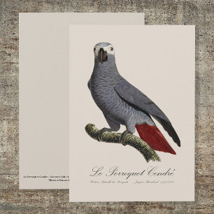 Afrikaanse grijze roodstaartpapegaai, Psittacus er Bedankkaart