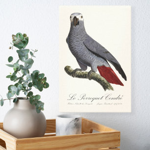 Afrikaanse grijze roodstaartpapegaai, Psittacus er Canvas Afdruk