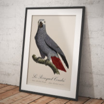Afrikaanse grijze roodstaartpapegaai, Psittacus er