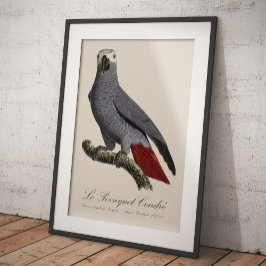 Afrikaanse grijze roodstaartpapegaai, Psittacus er Foto Afdruk