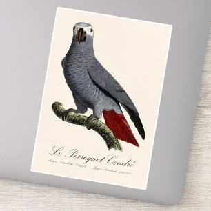 Afrikaanse grijze roodstaartpapegaai, Psittacus er Sticker