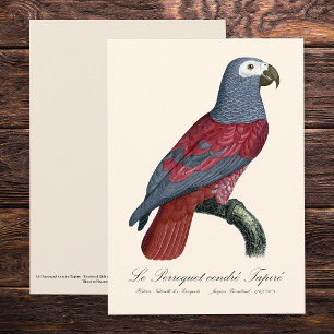 Afrikaanse Grijze Roodstaartpapegaai Psittacus Eri Bedankkaart