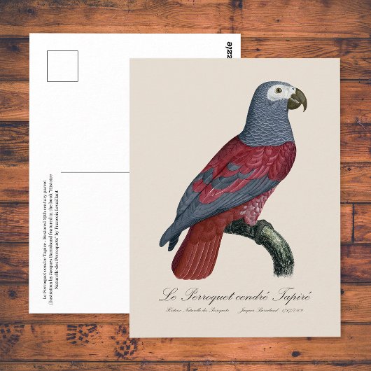 Afrikaanse Grijze Roodstaartpapegaai Psittacus Eri Briefkaart